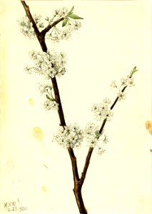 Mary Vaux Walcott - Chickasaw Plum (Prunus angustifolia) - 1970.355.468 - Smithsonian American Art Museum