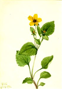Mary Vaux Walcott - Golden Star (Chrysogonum virginianum) - 1970.355.483 - Smithsonian American Art Museum