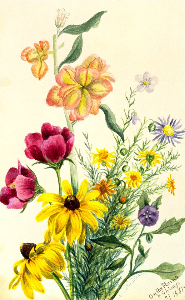 Mary Vaux Walcott - Group of Flowers - 1970.355.12 - Smithsonian American Art Museum