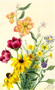 Mary Vaux Walcott - Group of Flowers - 1970.355.12 - Smithsonian American Art Museum