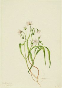 Mary Vaux Walcott - Virginia Springbeauty (Claytonia virginica) - 1970.355.573 - Smithsonian American Art Museum