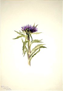 Mary Vaux Walcott - Untitled-Plant Study - 1970.355.241 - Smithsonian American Art Museum