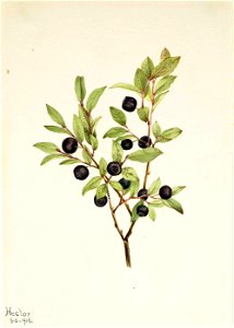 Mary Vaux Walcott - Big Whortleberry (Vaccinium membranaceum) - 1970.355.346 - Smithsonian American Art Museum