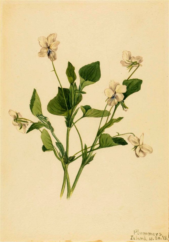 Mary Vaux Walcott - Cream Violet (Viola striata) - 1970.355.29 - Smithsonian American Art Museum