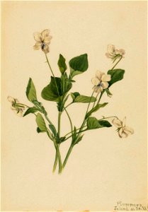 Mary Vaux Walcott - Cream Violet (Viola striata) - 1970.355.29 - Smithsonian American Art Museum