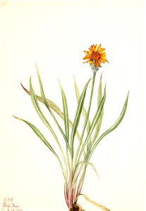 Mary Vaux Walcott - False Dandelion (Agoseris aurantiaca) - 1970.355.1 - Smithsonian American Art Museum