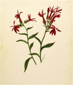 Mary Vaux Walcott - (Untitled-Flower Study) - 1970.355.748 - Smithsonian American Art Museum