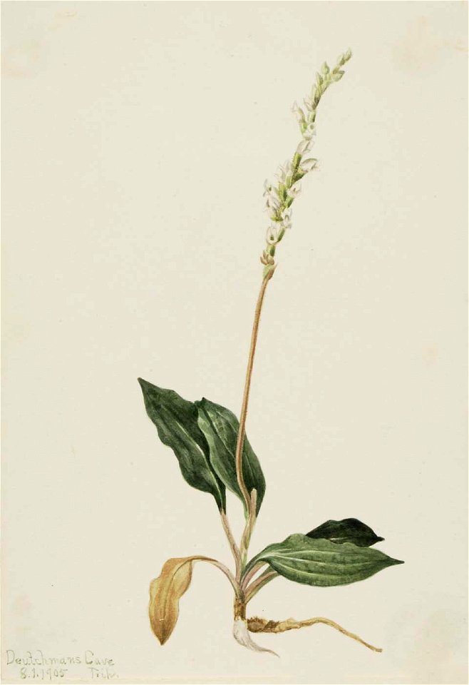 Mary Vaux Walcott - Western Rattlesnake Plantain (Peranium decipiens) - 1970.355.687 - Smithsonian American Art Museum