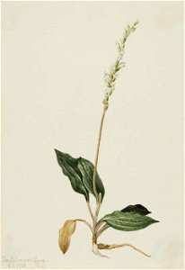 Mary Vaux Walcott - Western Rattlesnake Plantain (Peranium decipiens) - 1970.355.687 - Smithsonian American Art Museum