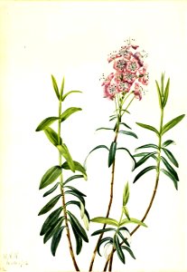 Mary Vaux Walcott - Bog Kalmia (Kalmia polifolia) - 1970.355.471 - Smithsonian American Art Museum