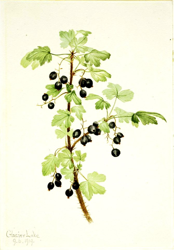 Mary Vaux Walcott - Prickly Currant (Ribes lacustre) - 1970.355.408 - Smithsonian American Art Museum