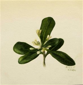 Mary Vaux Walcott - (Untitled-Flower Study) - 1970.355.796 - Smithsonian American Art Museum