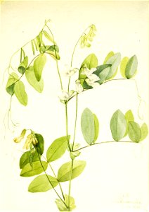 Mary Vaux Walcott - White Pea (Lathyrus ochroleucus) - 1970.355.423 - Smithsonian American Art Museum