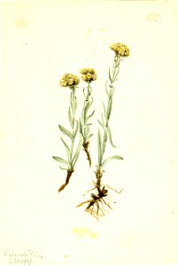 Mary Vaux Walcott - Buff Pussytoes (Antennaria luzuloides) - 1970.355.509 - Smithsonian American Art Museum