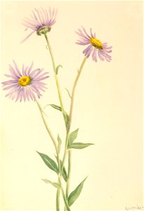 Mary Vaux Walcott - Showy Fleabane (Erigeron salsuginosus) - 1970.355.146 - Smithsonian American Art Museum. Free illustration for personal and commercial use.