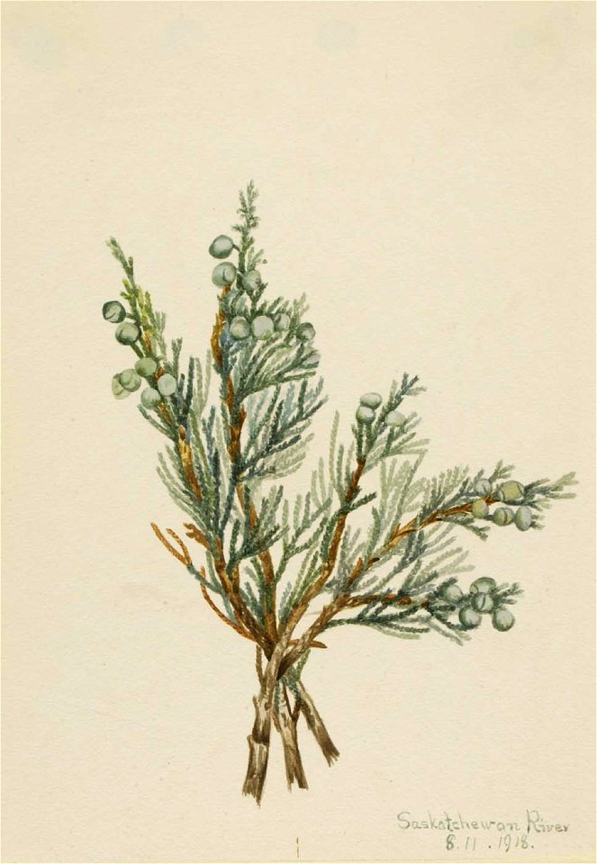 Mary Vaux Walcott - Creeping Juniper (Juniperus horizontalis) - 1970.355.716 - Smithsonian American Art Museum