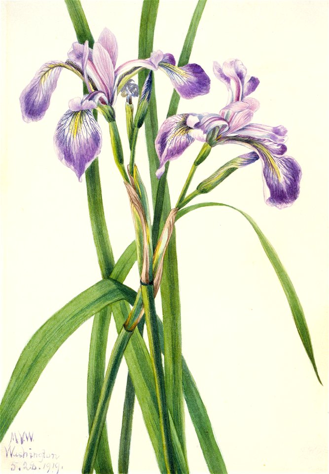 Mary Vaux Walcott - Blueflag Iris (Iris versicolor) - 1970.355.669 - Smithsonian American Art Museum