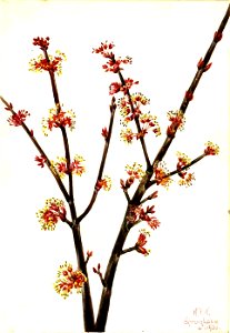 Mary Vaux Walcott - Red Maple (Acer rubrum) - 1970.355.475 - Smithsonian American Art Museum