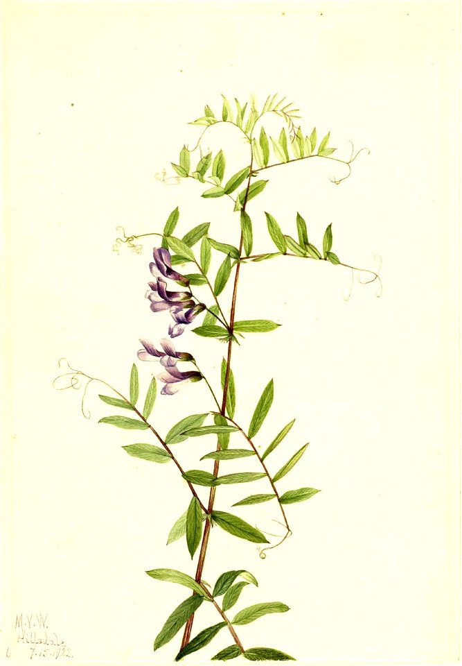 Mary Vaux Walcott - American Vetch (Vicia americana) - 1970.355.528 - Smithsonian American Art Museum