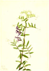 Mary Vaux Walcott - American Vetch (Vicia americana) - 1970.355.528 - Smithsonian American Art Museum