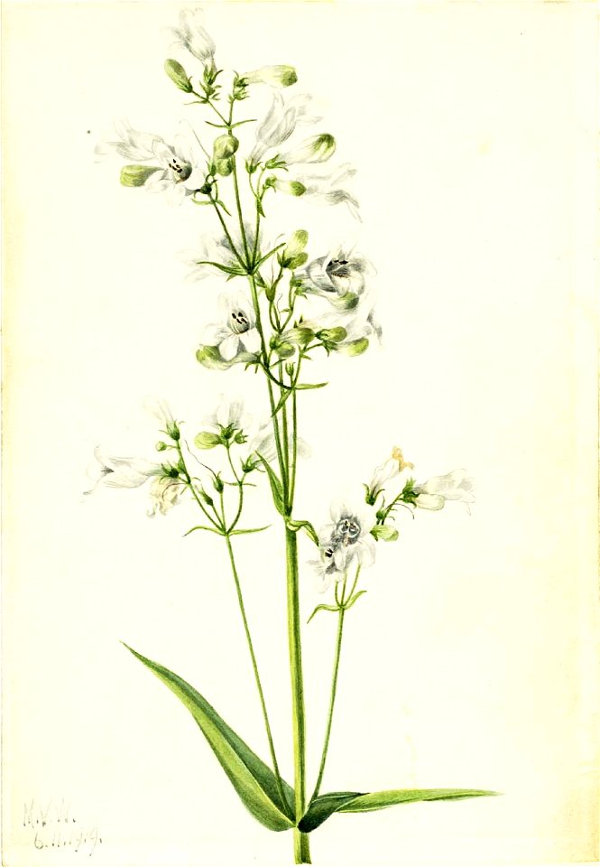 Mary Vaux Walcott - Foxglove Pentstemon (Pentstemon digitalis) - 1970.355.547 - Smithsonian American Art Museum