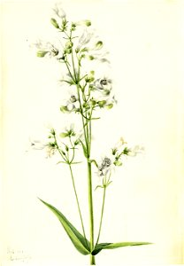 Mary Vaux Walcott - Foxglove Pentstemon (Pentstemon digitalis) - 1970.355.547 - Smithsonian American Art Museum