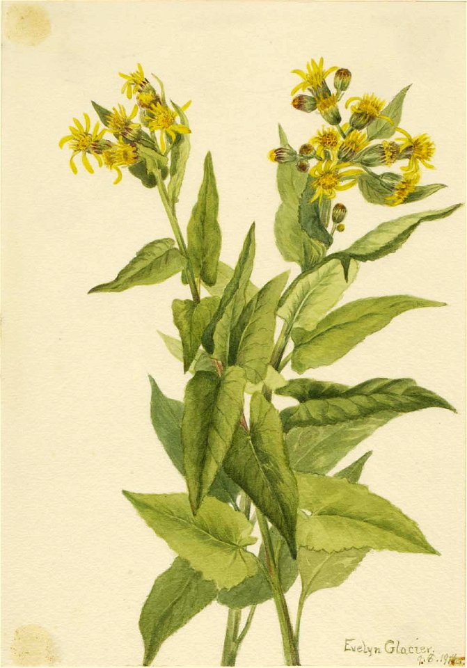 Mary Vaux Walcott - Arrowleaf Groundsel (Senecia triangularis) - 1970.355.722 - Smithsonian American Art Museum