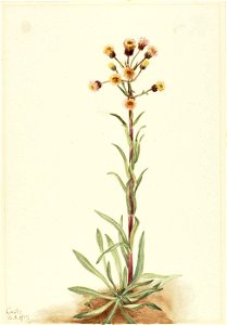 Mary Vaux Walcott - Tall Fleabane (Erigeron acris) - 1970.355.186 - Smithsonian American Art Museum. Free illustration for personal and commercial use.