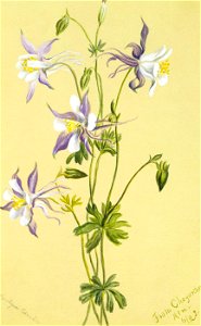 Mary Vaux Walcott - Blue Columbine (Aquilegia caerulea) - 1970.355.125 - Smithsonian American Art Museum