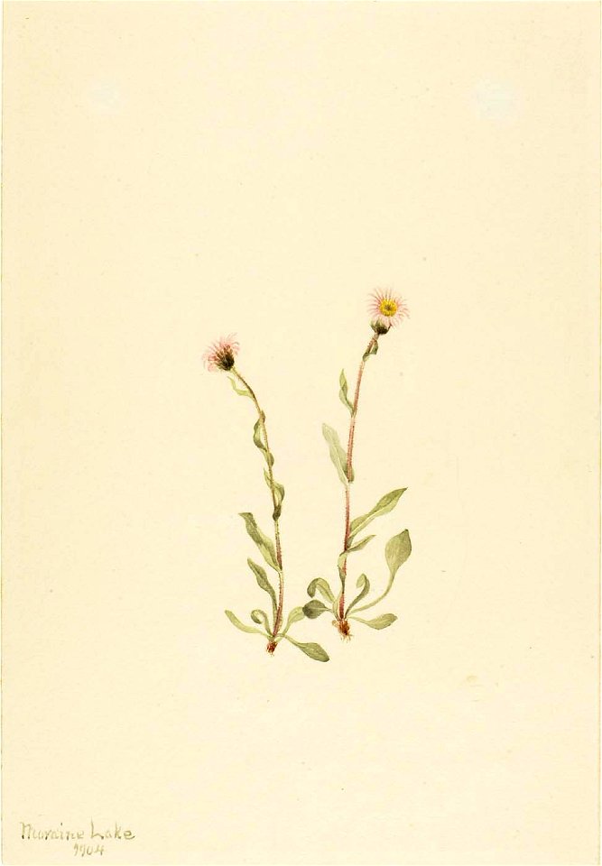 Mary Vaux Walcott - Pink Fleabane (Erigeron jucundus) - 1970.355.144 - Smithsonian American Art Museum. Free illustration for personal and commercial use.