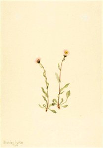 Mary Vaux Walcott - Pink Fleabane (Erigeron jucundus) - 1970.355.144 - Smithsonian American Art Museum. Free illustration for personal and commercial use.