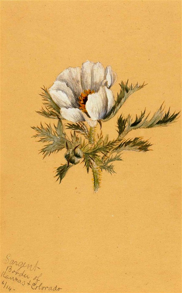 Mary Vaux Walcott - (Untitled) (Flower Study) - 1970.355.79 - Smithsonian American Art Museum