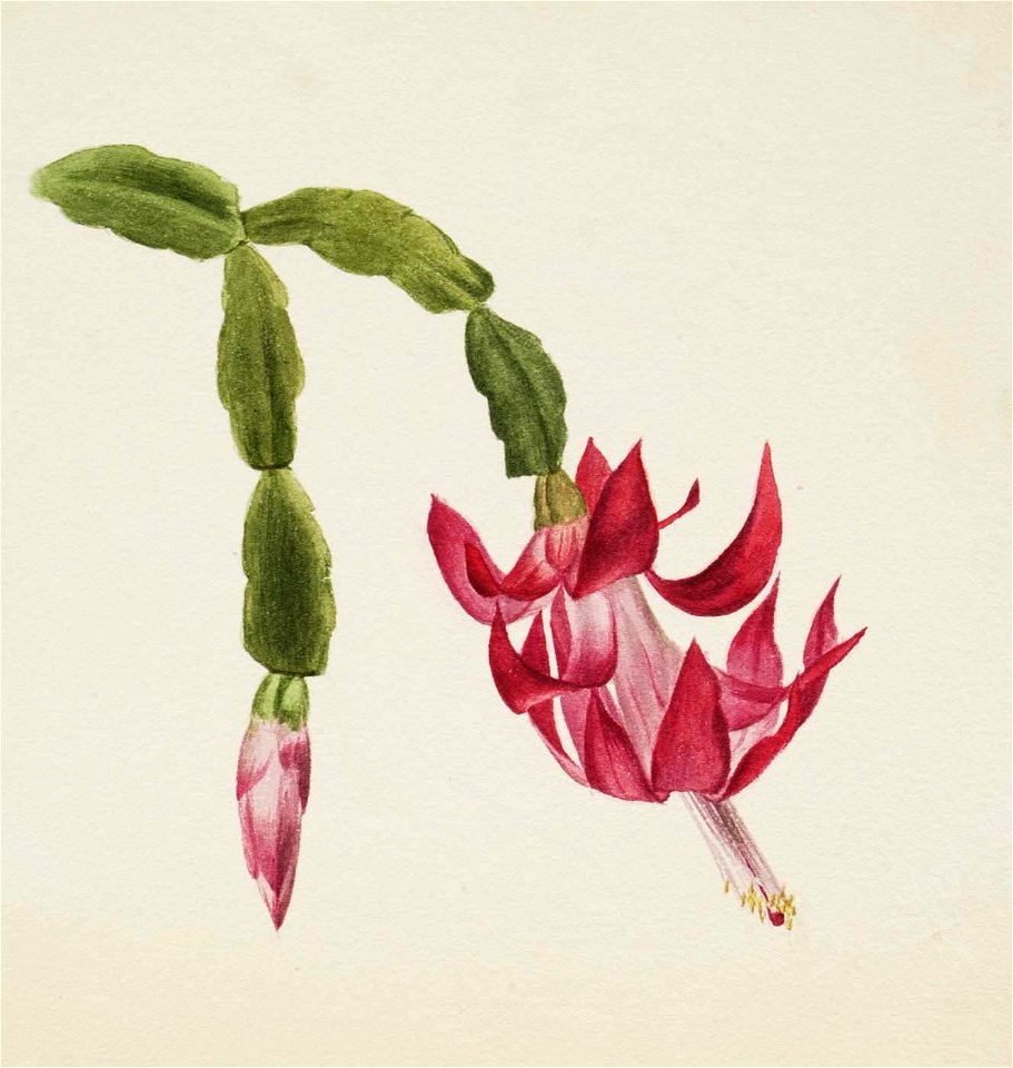 Mary Vaux Walcott - (Untitled-Flower Study) - 1970.355.750 - Smithsonian American Art Museum