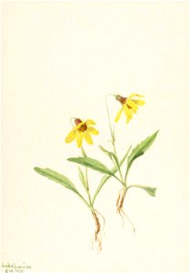 Mary Vaux Walcott - Lake Louise Arnica (Arnica louisiana) - 1970.355.105 - Smithsonian American Art Museum. Free illustration for personal and commercial use.