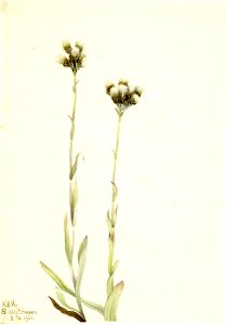 Mary Vaux Walcott - Gray Pussytoes (Antennaria howellii) - 1970.355.442 - Smithsonian American Art Museum