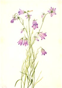 Mary Vaux Walcott - Harebell (Campanula rotundifolia) - 1970.355.706 - Smithsonian American Art Museum