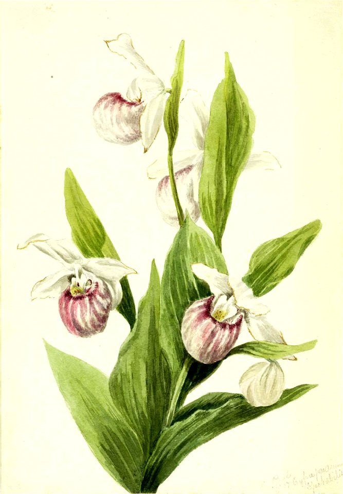 Mary Vaux Walcott - Queen's Slipper (Cypripedium reginae) - 1970.355.207 - Smithsonian American Art Museum