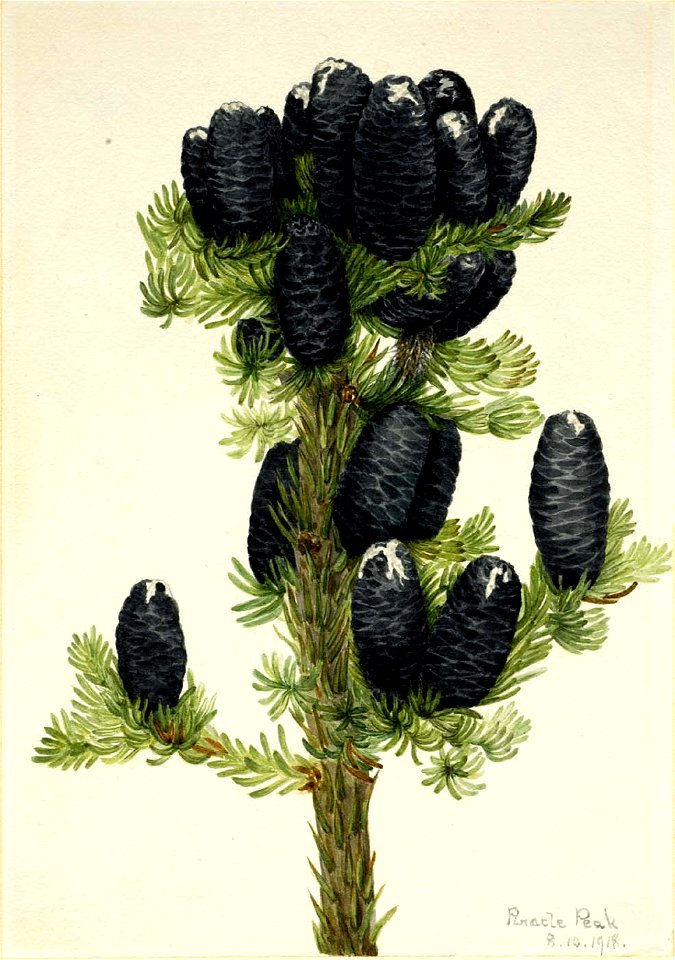 Mary Vaux Walcott - Alpine Fir (Abies lasiocarpa) - 1970.355.357 - Smithsonian American Art Museum