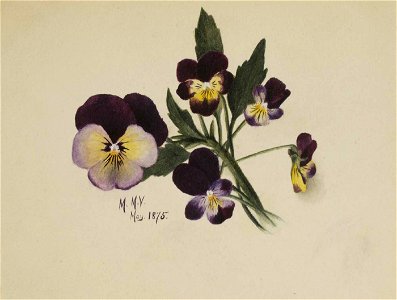Mary Vaux Walcott - Untitled (Pansies) - 1970.355.788 - Smithsonian American Art Museum