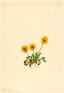 Mary Vaux Walcott - Golden Fleabane (Erigeron aureus) - 1970.355.133 - Smithsonian American Art Museum. Free illustration for personal and commercial use.