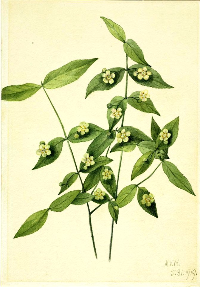 Mary Vaux Walcott - Strawberry Bush (Euonymus americanus) - 1970.355.282 - Smithsonian American Art Museum