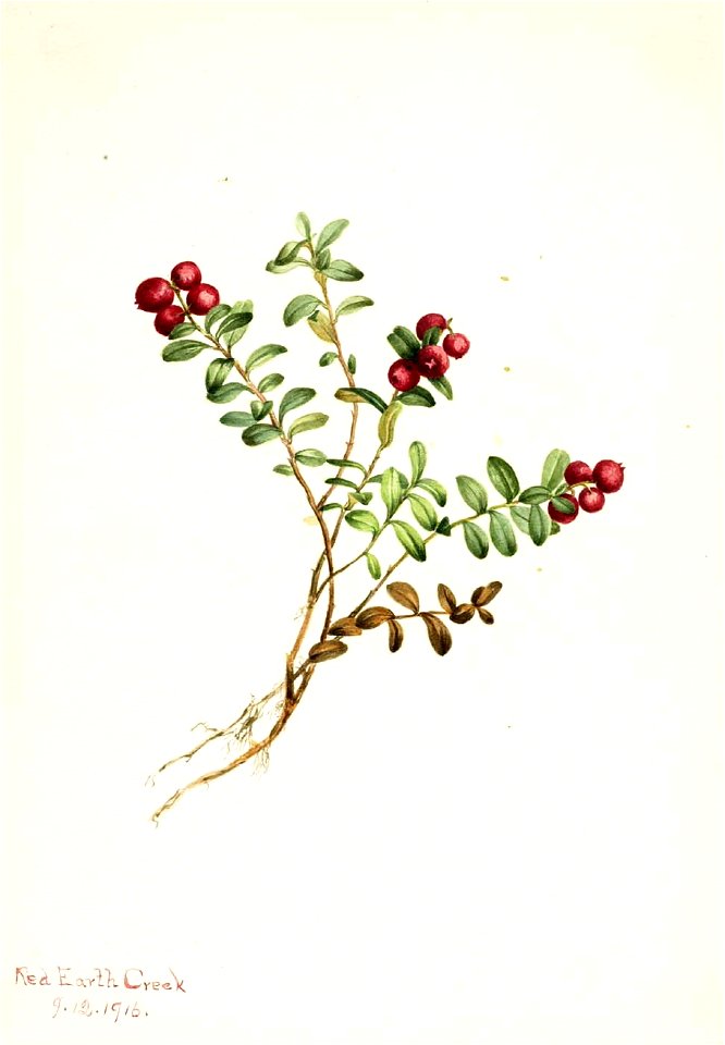 Mary Vaux Walcott - Mountain Cranberry (Vaccinium vitisdaea minus) - 1970.355.532 - Smithsonian American Art Museum