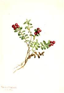 Mary Vaux Walcott - Mountain Cranberry (Vaccinium vitisdaea minus) - 1970.355.532 - Smithsonian American Art Museum