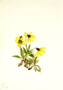 Mary Vaux Walcott - Lake Louise Arnica (Arnica louisiana) - 1970.355.349 - Smithsonian American Art Museum. Free illustration for personal and commercial use.