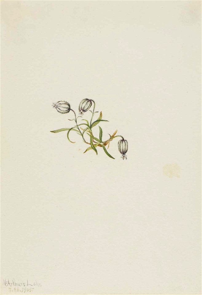 Mary Vaux Walcott - Nodding Campion (Lychnis apetala) - 1970.355.617 - Smithsonian American Art Museum