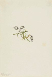 Mary Vaux Walcott - Nodding Campion (Lychnis apetala) - 1970.355.617 - Smithsonian American Art Museum