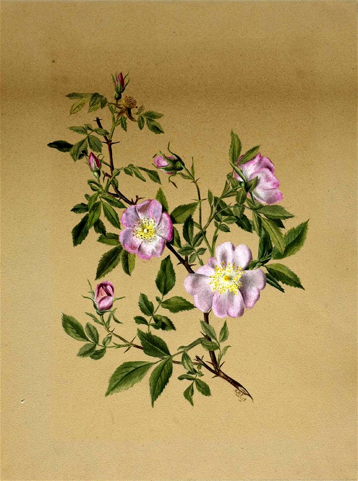 Mary Vaux Walcott - Rose Mallow (Hibiscus moscheutos) - 1970.355.336 - Smithsonian American Art Museum