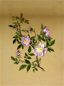 Mary Vaux Walcott - Rose Mallow (Hibiscus moscheutos) - 1970.355.336 - Smithsonian American Art Museum