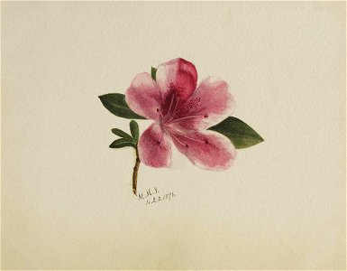 Mary Vaux Walcott - (Untitled-Flower Study) - 1970.355.802 - Smithsonian American Art Museum