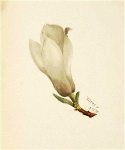 Mary Vaux Walcott - (Untitled-Flower Study) - 1970.355.801 - Smithsonian American Art Museum